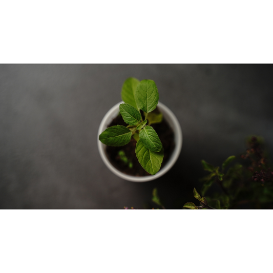 Ayurvedic Herbs for Hair: What the Evidence Actually Supports